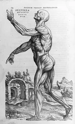 André Vésale (1514 - 1564), médecin de Charles V. « Humani corporis fabrica libri septem », Bâle 1543.