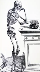 Squelette humain tenant un crâne. De "De Humani Corporis Fabrica" par Vésale. Possible graveur : Jan von Calcar