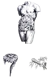 Les Planches du Cinquième Livre de De Humani Corporis Fabrica