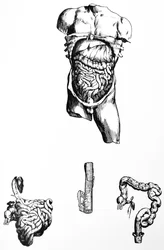 Les planches du cinquième livre de De Humani Corporis Fabrica