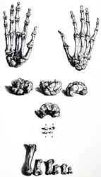 Les planches du premier livre de De Humani Corporis Fabrica