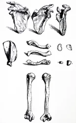 Les planches du premier livre de De Humani Corporis Fabrica