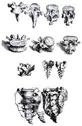 Les planches du premier livre de De Humani Corporis Fabrica
