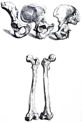 Les planches du premier livre de De Humani Corporis Fabrica