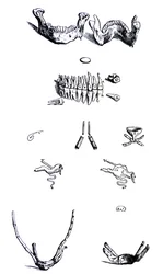 Les Planches du Premier Livre de De Humani Corporis Fabrica