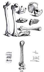 Les planches du premier livre de De Humani Corporis Fabrica par Andreas Vesalius (1514-1564)