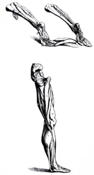Les planches du deuxième livre de De Humani Corporis Fabrica