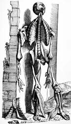 Les planches du deuxième livre de De Humani Corporis Fabrica