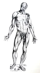 Les planches du septième livre de De Humani Corporis Fabrica