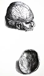 Les Planches du Septième Livre de De Humani Corporis Fabrica