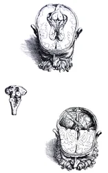Les planches du septième livre de De Humani Corporis Fabrica