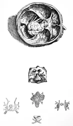 Les Planches du septième livre de De Humani Corporis Fabrica
