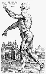 La deuxième planche des muscles, du Livre II de De humani corporis fabrica, 1543