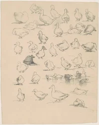 Canards