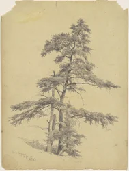 Arbres, Virginie-Occidentale