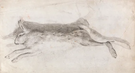 Lièvre Mort