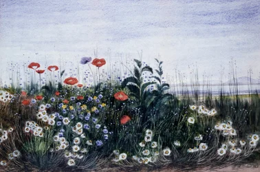Les fleurs des champs. Peinture de Andrew Nicholl (1804-1886) Collection privee.