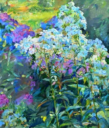 Phlox des jardins aux couleurs vives