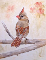 Cardinal brun perché