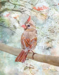Cardinal d
