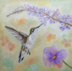 Colibri et lavande
