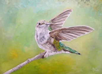 Ailes de colibri perché