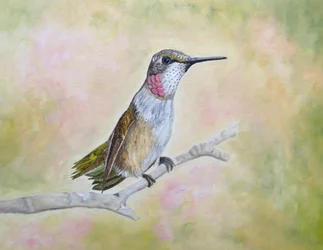 Colibri rubis perché