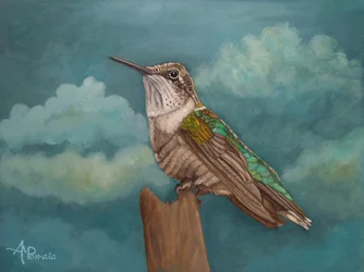 Colibri des cieux