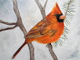 Cardinal rouge des neiges