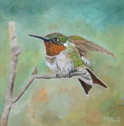 Colibri aux couleurs vives perché