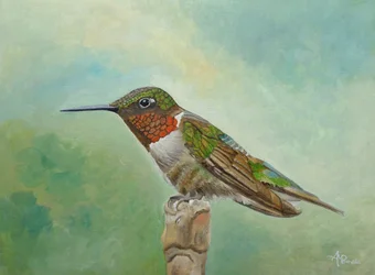 Colibri aux couleurs vives perché