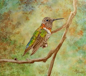 Colibri aux couleurs vives perché