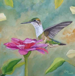 Zinnia « Colibri éclatant »