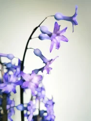 Fleurs violettes délicates