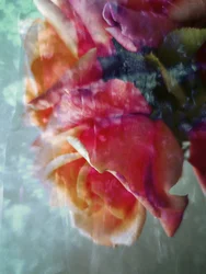 Des roses roses de rêve