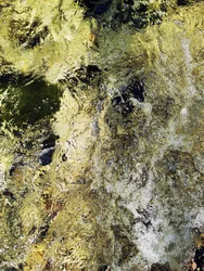 Le cours de la rivière dorée