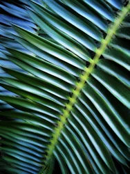 Motif de palmiers luxuriants