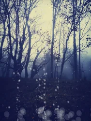Rêve de la forêt brumeuse