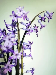 Fleurs de jacinthe violette