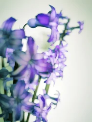 Fleurs violettes délicates