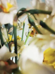 Jonquilles d