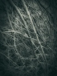 Branches enchevêtrées en hiver