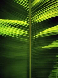 Motifs de feuilles tropicales