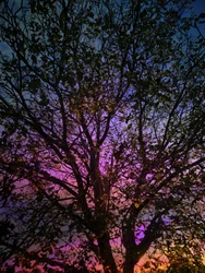 Arbre aux couleurs chatoyantes au coucher du soleil