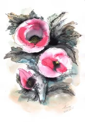 Des coquelicots d