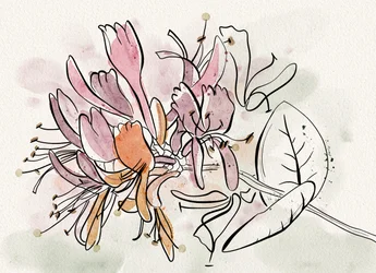 Fleurs de chèvrefeuille délicates