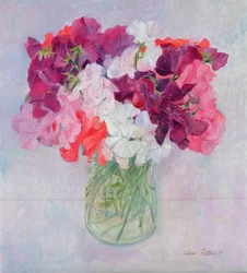 Pois de senteur, 1999