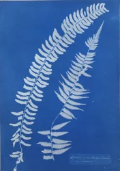 Asplenium Braziliense, Amérique du Sud