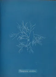 Polysiphonia subulifera