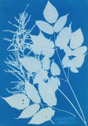 Spiraea aruncus Tyrol